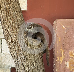 White Nosed Coatimundi (Nasua Narica) on a tree on the island of Cozumel, Mexico