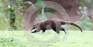 A White-nosed coatimundi running in Costa Rica