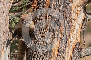 White-nosed Coatimundi in a tree in Arizona