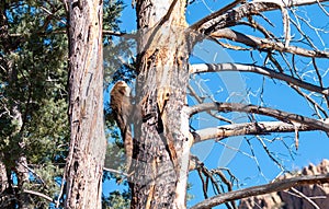 White-nosed Coatimundi in a Tree in Arizona
