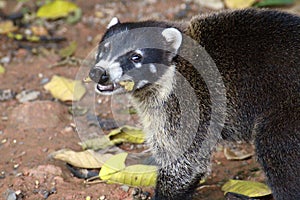 White-nosedCoati Mundi, facing