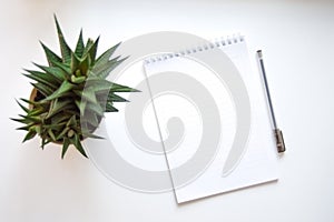 A white Notepad with a blank page, a black writing pen, and a succulent cactus on a white background.