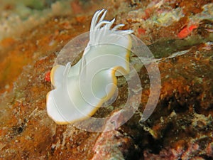 white nudibran at the deep sea