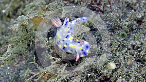 White nudibranch with blue and yellow spots