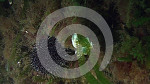 White Nudibranch Slug and sea urchin underwater of New Zealand.