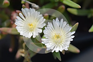 White Nugget Iceplant