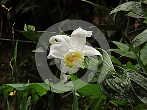 White nun orchid photo