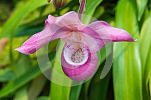 White Nun Orchid, National Orchid Garden, Botanical Gardens, SIngapore