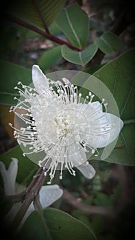 White nutmeg  Flower india gujrat. photo