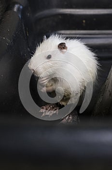 White nutria bathes. Wild animals. Mammal