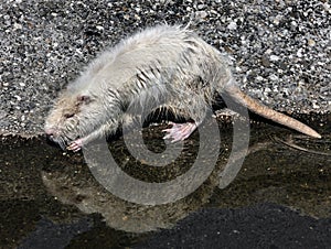 White nutria at the pond 2