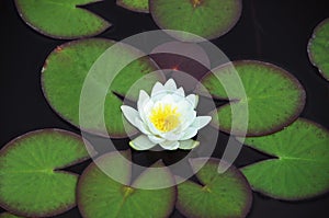 White Nymphaea alba