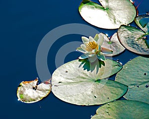 White Nymphaea alba among leaf