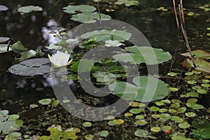 White Nymphaea, hydrocharis in the pond. White water Lily.