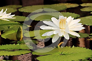 White Nymphaea Lotus