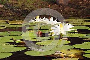 White Nymphaea Lotus