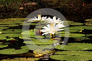 White Nymphaea Lotus