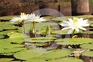 White Nymphaea Lotus