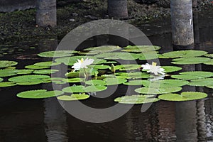 White Nymphaea Lotus
