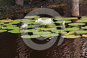 White Nymphaea Lotus