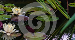 White nymphaea or water lily with yellow heart flowers and green leafs in water with tranquil reflection in garden pond, close-up photo