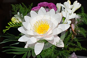 White Nymphaeaceae