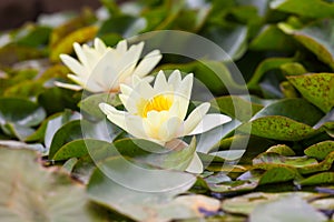 White Nymphaeaceae photo