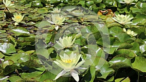 White Nymphaeaceae in quiet waters