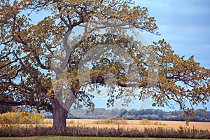 A White Oak in Autumn