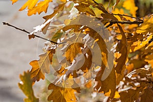 White oak branch with autumn leaves on a blurred background