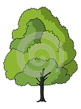 White Oak illustration vector.Tree vector