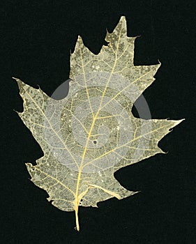 White oak leaf skeleton