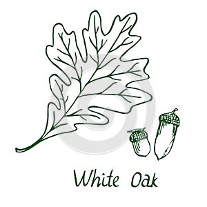 White Oak Lepidobalanus or Leucobalanus Leaf and acorn, hand drawn doodle