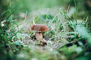 White oak mushroom in the grass. Boleto mushroom in the grass. Porchini mushroom in the forest. Autumn mushrooms