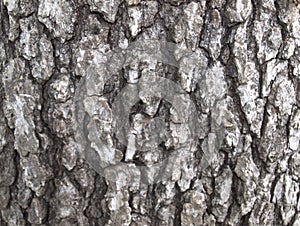 White Oak Tree Bark