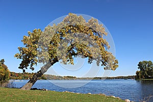 A White Oak Tree Leans out over the Water