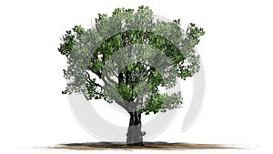 White oak tree on a sand erea