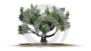 White oak tree on a sand erea with shadow on the floor