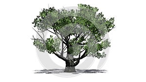 White oak tree with shadow on the floor