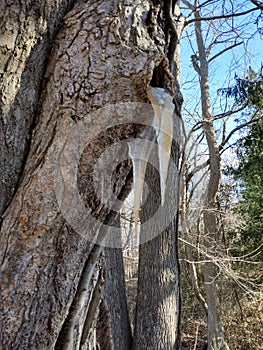 white oak tree in winter with icicles spewing from hole in trunk