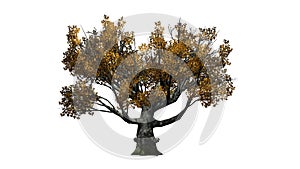 White oak trees in autumn