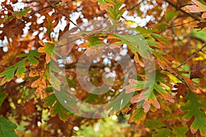 White Oak trees leaves turning into Autumn yellow shade during f