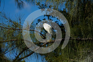 White ocean bird in a tree