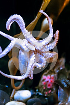 White octopus with big tentacles under water