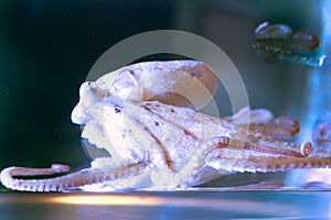 White octopus with big tentacles under water