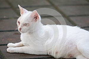 White odd eye cat