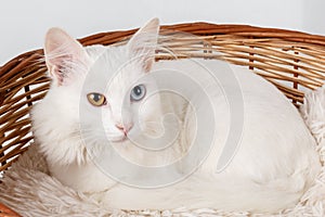 White odd eyed cat in a basket