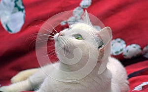 White odd-eyed cat on a red background