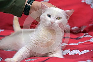 White odd-eyed cat on a red background