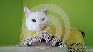 White odd-eyed cat sleeps in basket